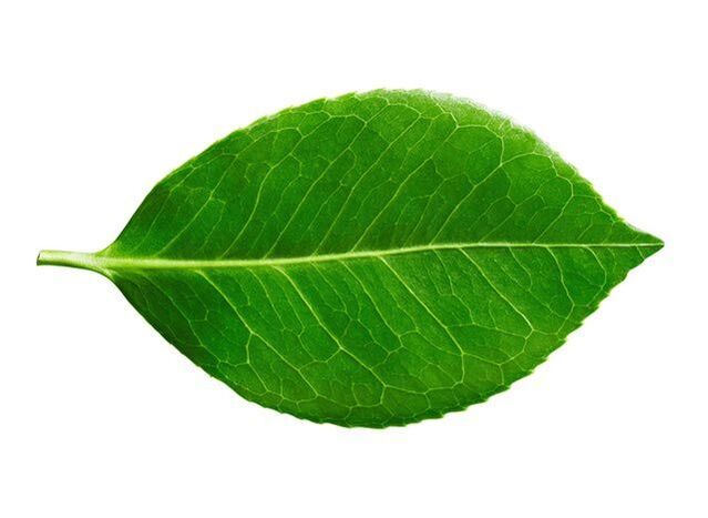Buch de feuille dans le cadre des capsules de pré-stonorm